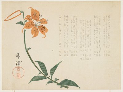虎百合，c.1861-64（彩色木版画） 作者 顺浦